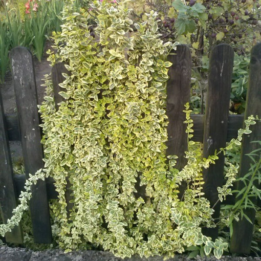Spindle 'Emerald Gold'