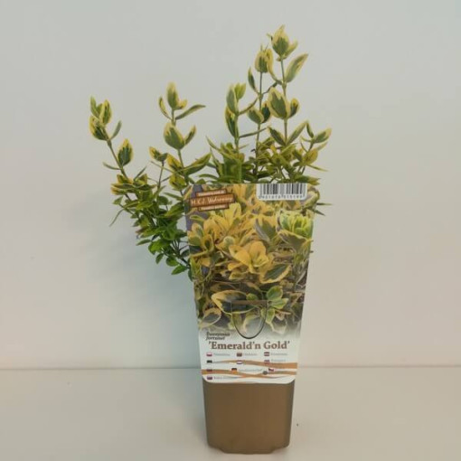 Spindle 'Emerald Gold'