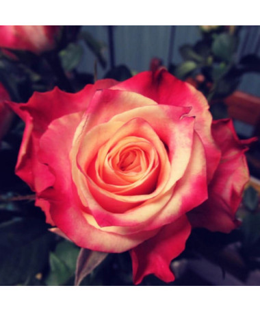 Large-flowered Rose 'Lady Kenna' 2L pot