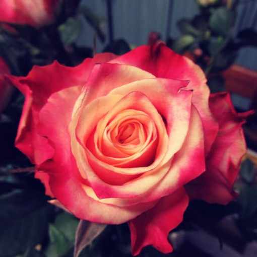 Large-flowered Rose 'Lady Kenna' 2L pot