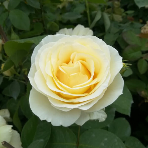 Hybrid Tea Rose 'Chopin', 2L pot