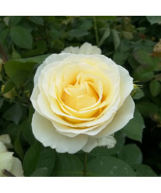 Hybrid Tea Rose 'Chopin', 2L pot