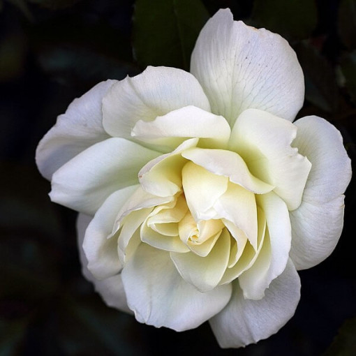 Hybrid Tea Rose 'Chopin', 2L pot