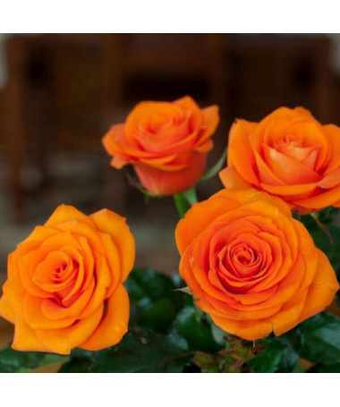 Hybrid Tea Rose 'Sika'  2l