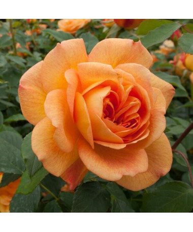Hybrid Tea Rose 'Sika'  2l