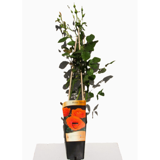 Hybrid Tea Rose 'Sika'  2l