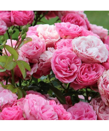 Hybrid Tea Rose 'Santos', 4L pot