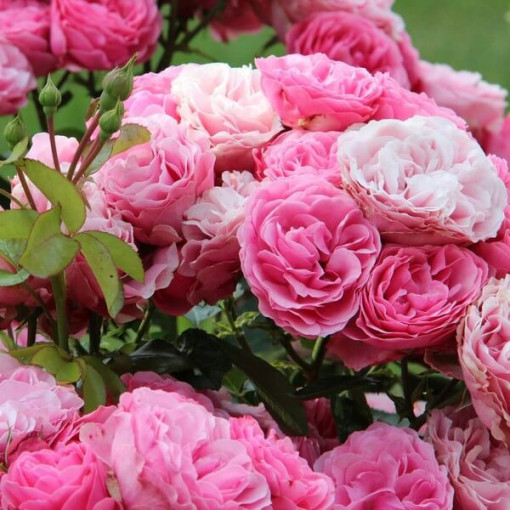 Hybrid Tea Rose 'Santos', 4L pot