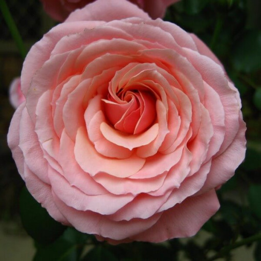 Hybrid Tea Rose 'Santos'  2l