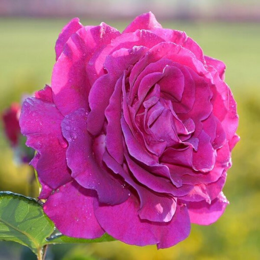 Hybrid Tea Rose 'Purple Orient', 2L pot