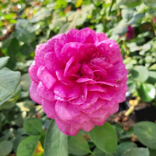 Hybrid Tea Rose 'Purple Orient', 2L pot