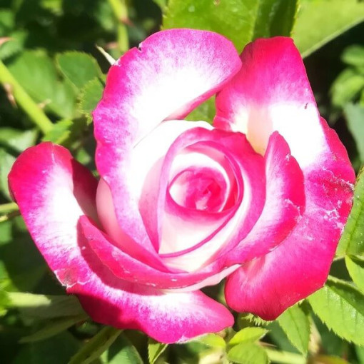 Hybrid Tea Rose 'Princess Mia', 2L pot