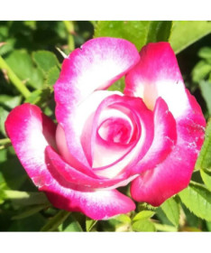 Hybrid Tea Rose 'Princess Mia', 2L pot