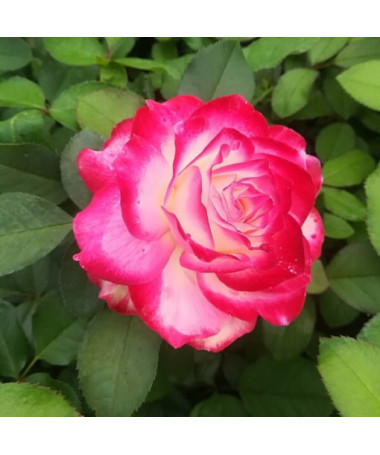 Hybrid Tea Rose 'Princess Mia', 2L pot