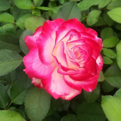 Hybrid Tea Rose 'Princess Mia', 2L pot