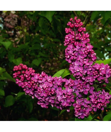 Set of 4 pcs - Lilacs in 2L containers
