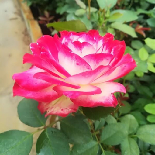 Hybrid Tea Rose 'Princess Mia', 2L pot