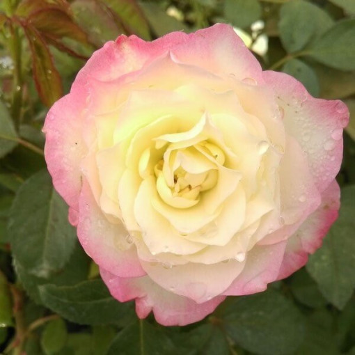 Hybrid Tea Rose 'Peace' 2l
