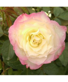 Hybrid Tea Rose 'Peace' 2l