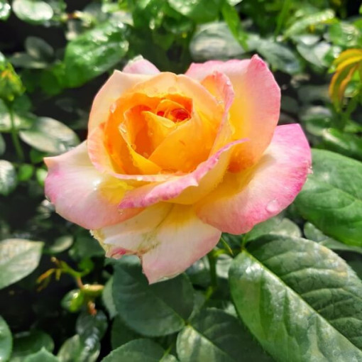 Hybrid Tea Rose 'Peace' 2l