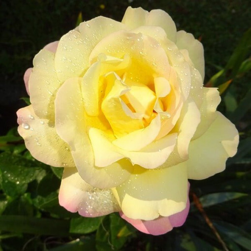 Hybrid Tea Rose 'Peace' 2l