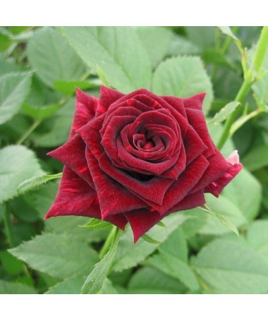 Large-flowered rose 'Mr. Lincoln', vol. 2l