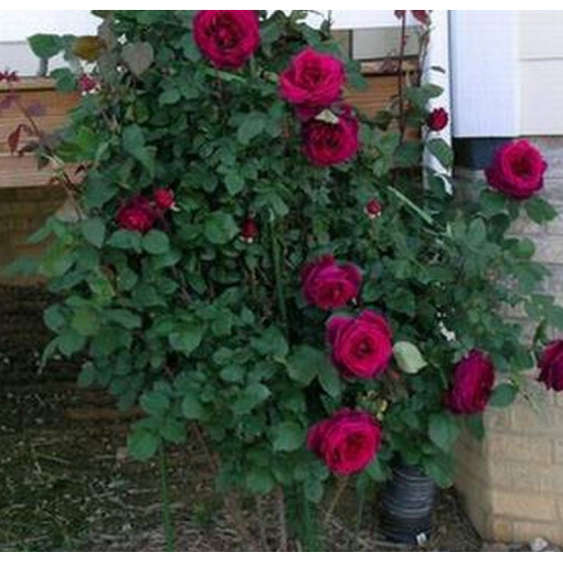 Large-flowered rose 'Mr. Lincoln', vol. 2l
