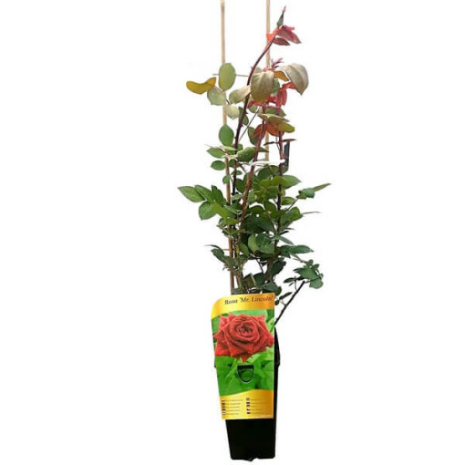 Large-flowered rose 'Mr. Lincoln', vol. 2l