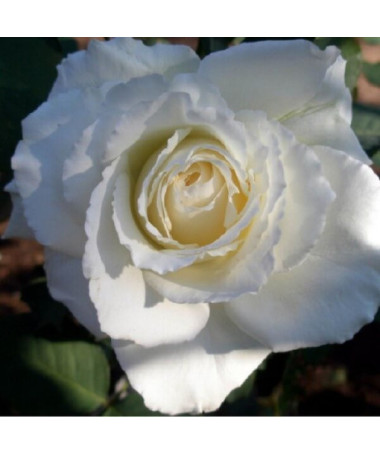 Large-flowered rose 'Mount Shasta' 2l