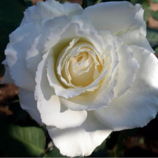 Large-flowered rose 'Mount Shasta' 2l
