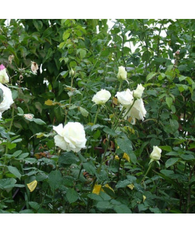 Large-flowered rose 'Mount Shasta' 2l