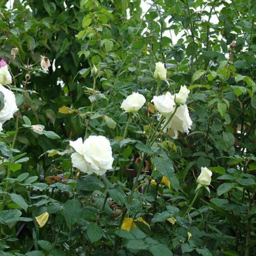 Large-flowered rose 'Mount Shasta' 2l