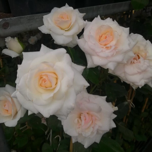 Large-flowered rose 'Mount Shasta' 2l
