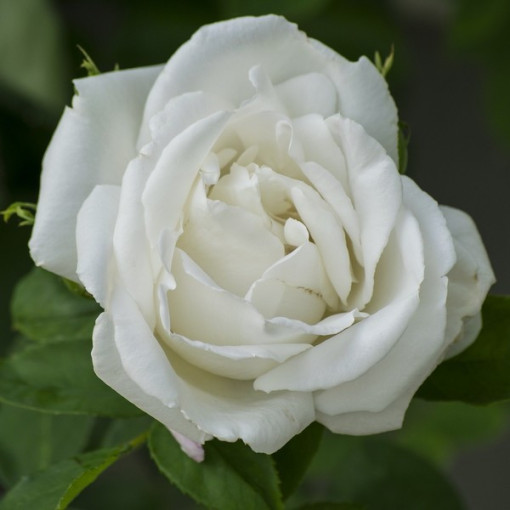 Large-flowered rose 'Mount Shasta' 2l