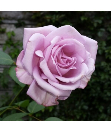 Large-flowered rose 'Lilla Wunder', vol. 2l