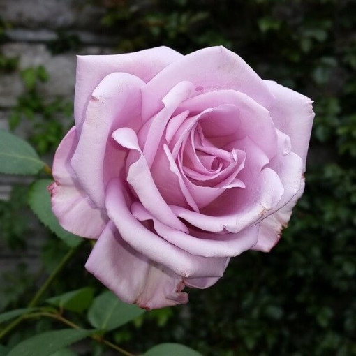 Large-flowered rose 'Lilla Wunder', vol. 2l