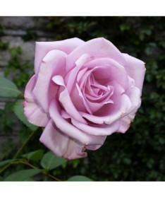 Large-flowered rose 'Lilla Wunder', vol. 2l