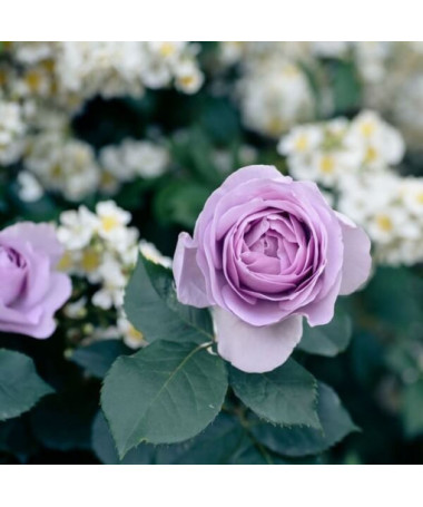 Large-flowered rose 'Lilla Wunder', vol. 2l