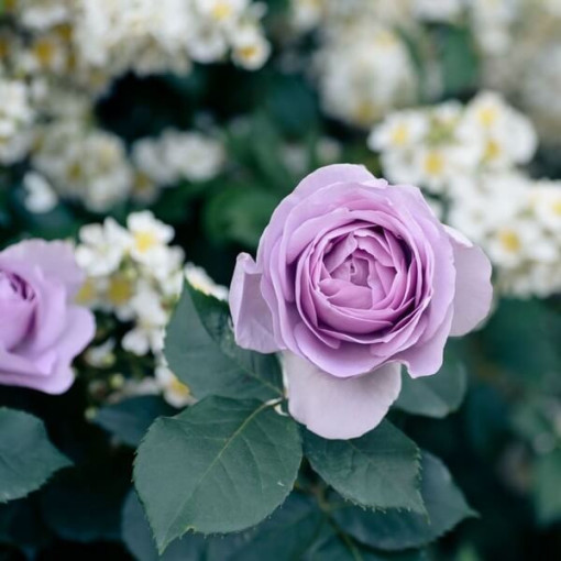 Large-flowered rose 'Lilla Wunder', vol. 2l