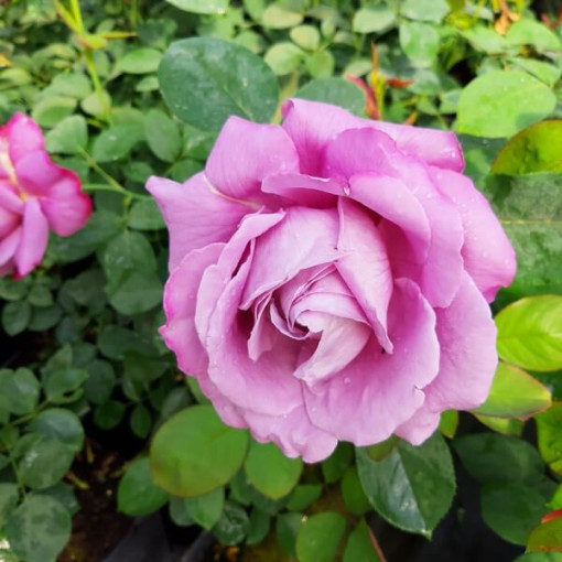 Large-flowered rose 'Lilla Wunder', vol. 2l