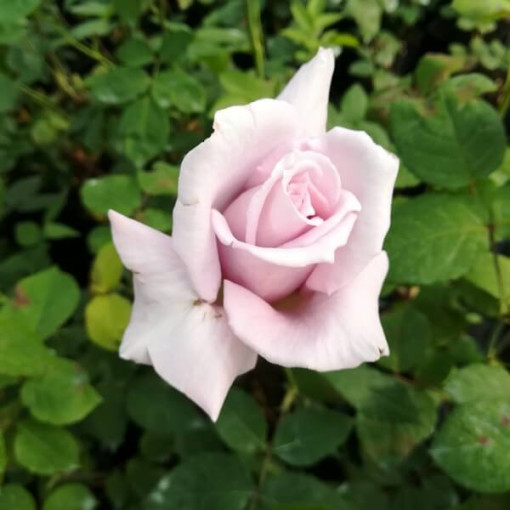 Large-flowered rose 'Lilla Wunder', vol. 2l