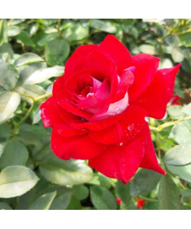 Large-flowered rose 'Kronenburg' 2l