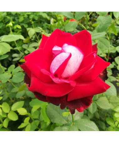 Large-flowered rose 'Kronenburg' 2l