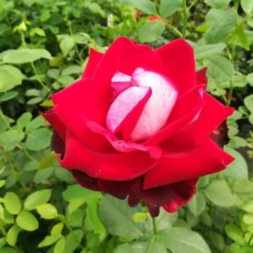 Large-flowered rose 'Kronenburg' 2l