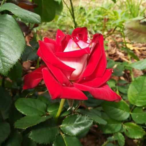 Large-flowered rose 'Kronenburg' 2l