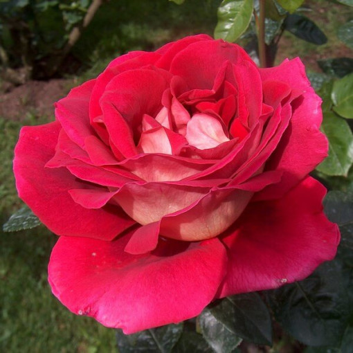Large-flowered rose 'Kronenburg' 2l