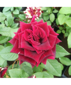 Grandiflora Rose 'Irena', 2L pot