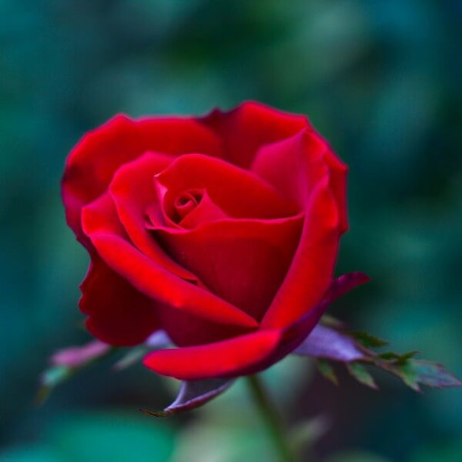 Grandiflora Rose 'Irena', 2L pot