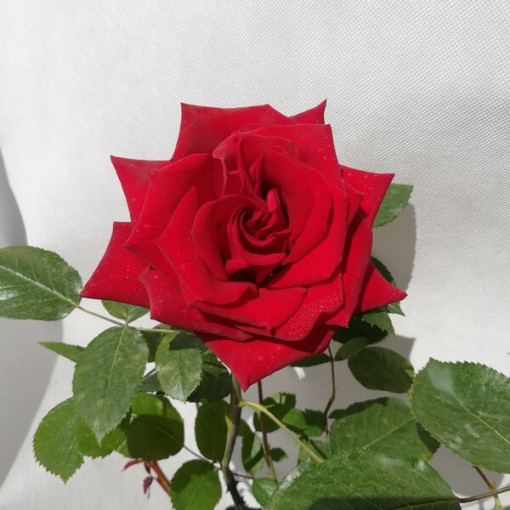 Grandiflora Rose 'Irena', 2L pot