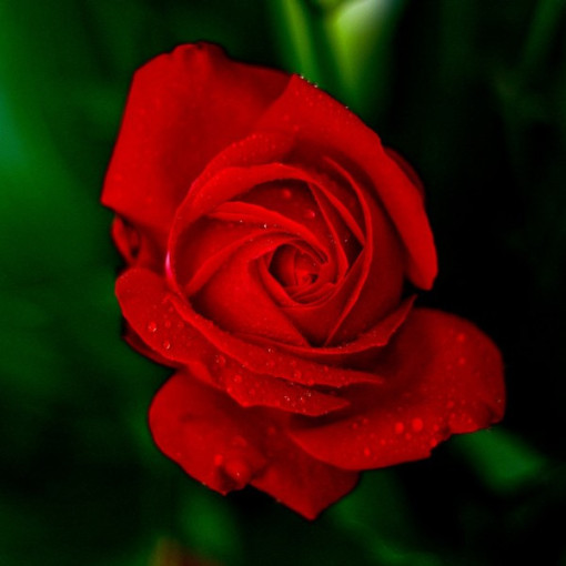 Large-flowered rose 'Fulgurante' in a 2l pot.